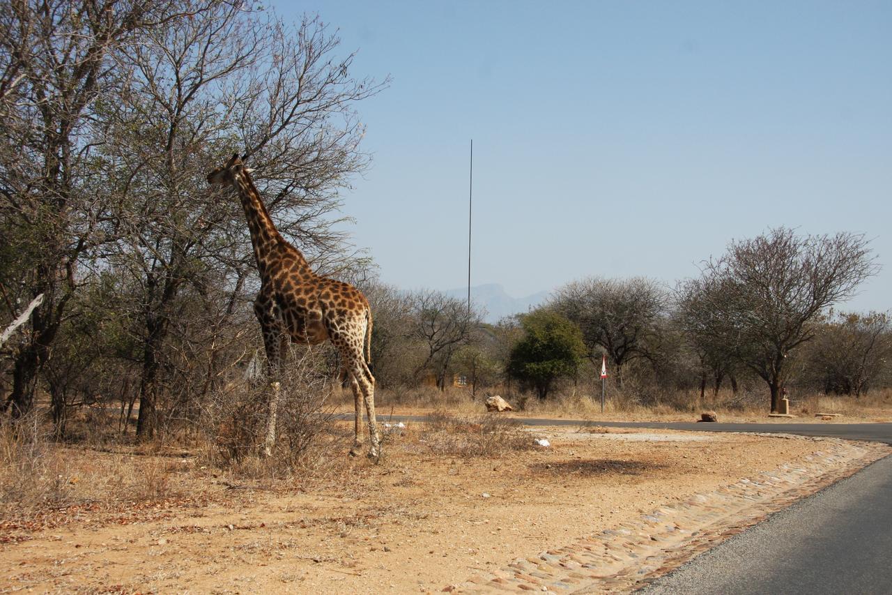Giraffe Lodge *