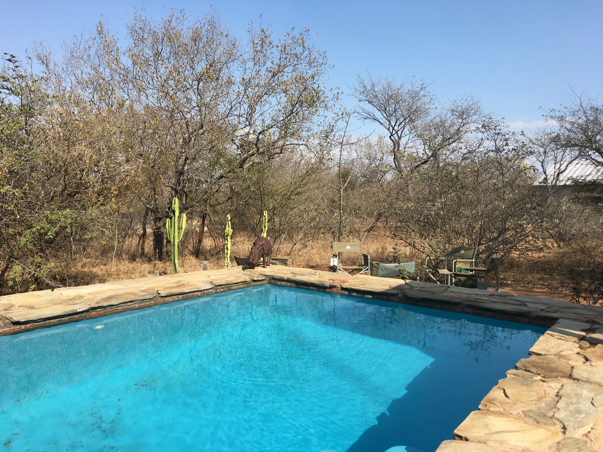 Lodge Giraffe